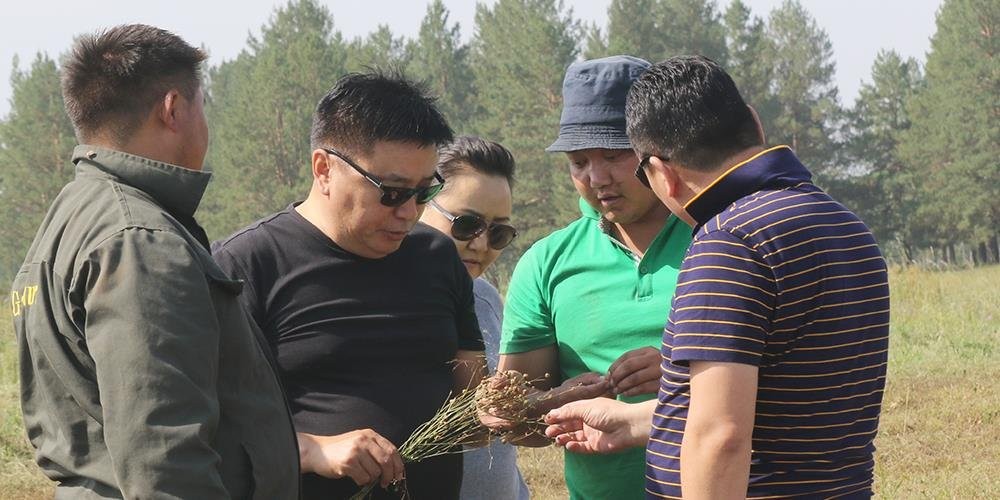 Сэлэнгэ аймаг төмс хүнсний ногоогоор нийслэлчүүдийг бүрэн хангана